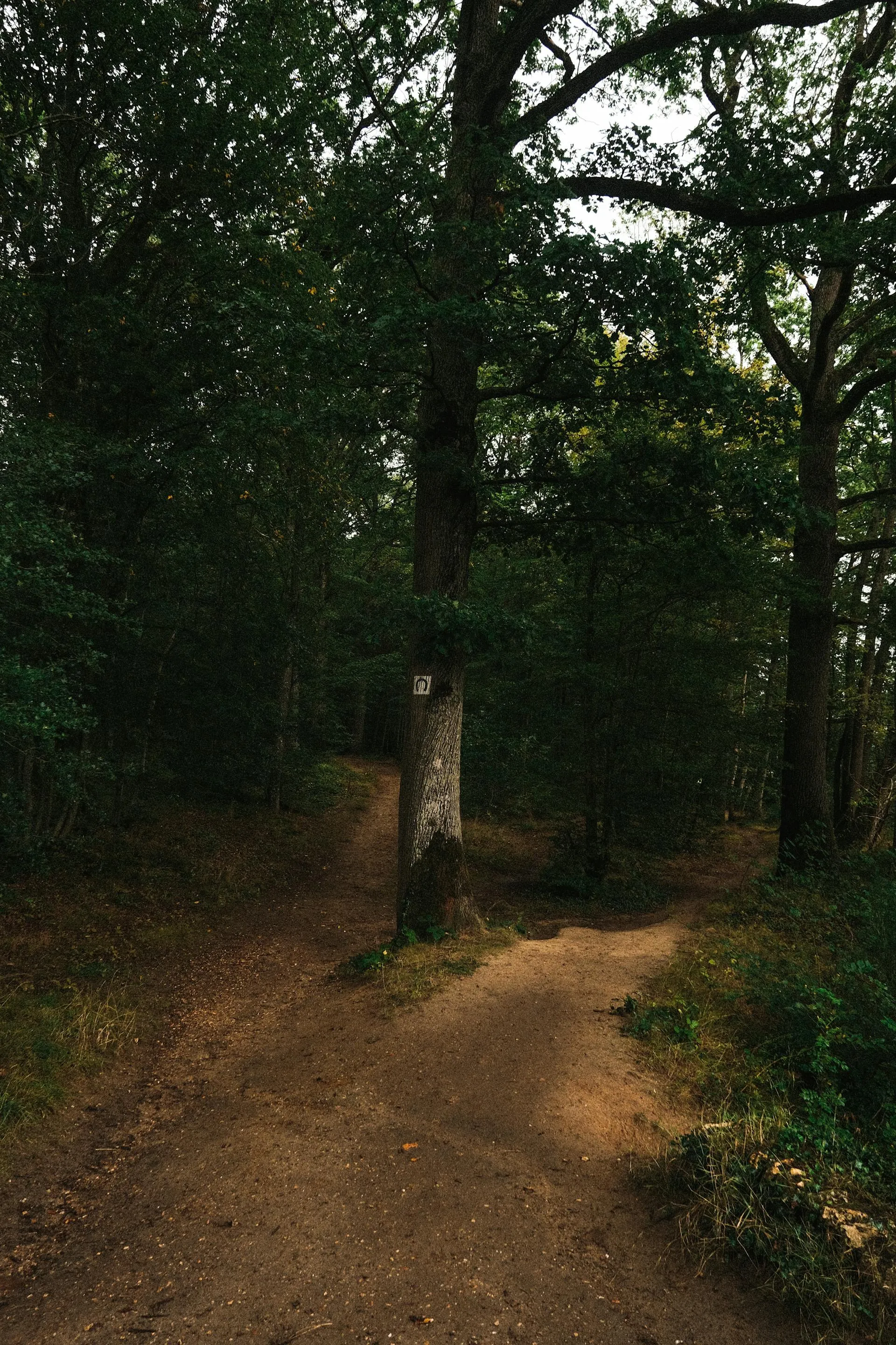 A forest path that splits into two divergent routes, symbolizing the binary operating-model decision facing every Dubai apartment owner: short-term rental or long-term rental